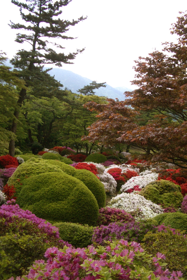 Hakone Azaleas