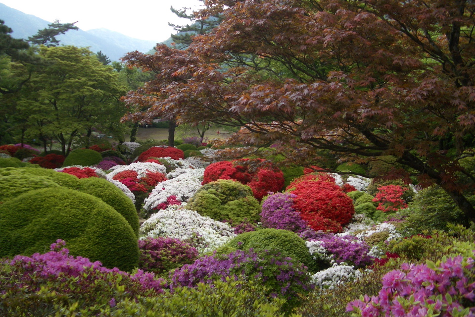 Hakone Azalea 2