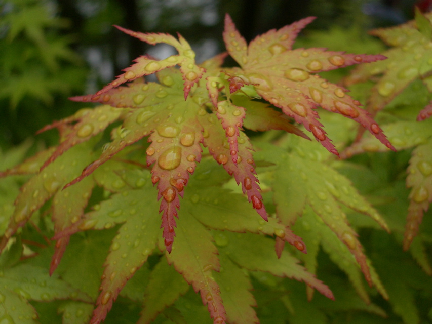 Imperial Palace garden - maple