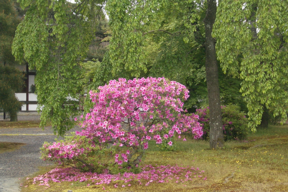 End of Azalea season