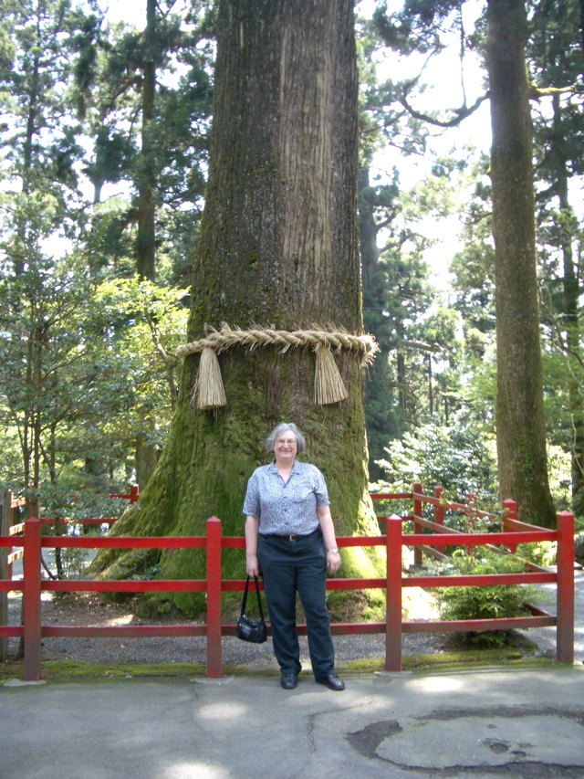 Hakone -Yatate-no-sugi (cedar)