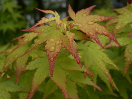 Imperial Palace garden - maple