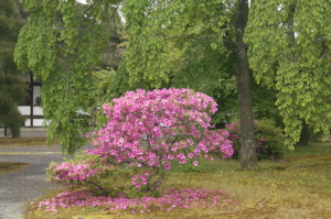 End of Azalea season