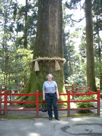 Hakone -Yatate-no-sugi (cedar)